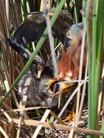 GreenHeron20.jpg
