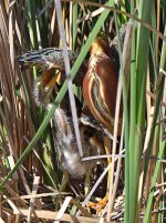 GreenHeron22.jpg