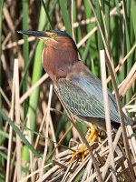 GreenHeron27.jpg