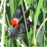 Blackbird4.jpg