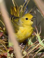 YellowWarbler4.jpg