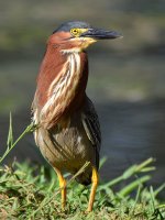 GreenHeron6.jpg