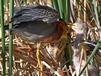 GreenHeron12.jpg