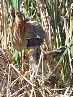 GreenHeron24.jpg
