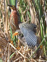 GreenHeron25.jpg