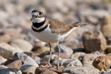 Killdeer_2755_05-01-16.jpg