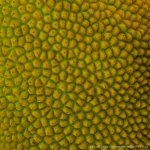 close-up coolpix-4.jpg