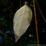 close-up coolpix-5.jpg