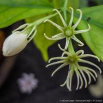 close-up coolpix-6.jpg
