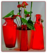 Red Anthurium Plant and Red Vases 5-3-2016.jpg