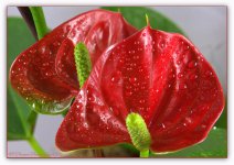 Red Anthurium Close Up #2 5-3-2016.jpg