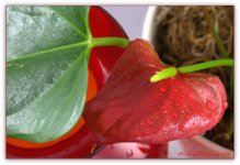 Red Anthurium #3 5-3-2016.jpg
