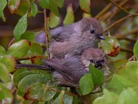 BushTit.jpg