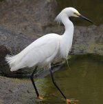 Egret3.jpg