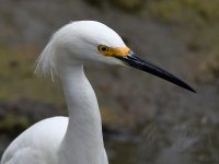 Egret5.jpg