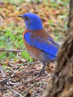 Bluebird.jpg