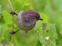 BushTit4.jpg