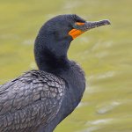 Cormorant.jpg