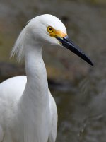 Egret4.jpg