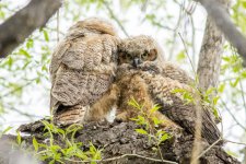 Twin Lakes Owls-145.jpg