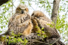 Twin Lakes Owls-146.jpg