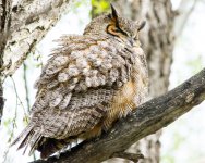 Twin Lakes Owls-147.jpg