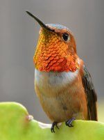 Hummer3.jpg