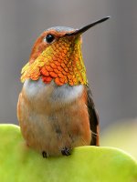 Hummer8.jpg