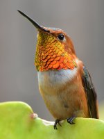 Hummer2.jpg