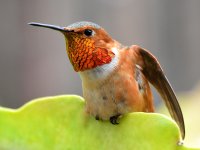 Hummer10.jpg