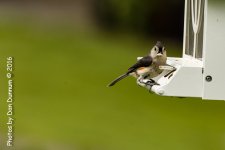 Birds at the Feeders-6564.jpg