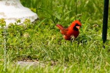 Birds at the Feeders-6572.jpg