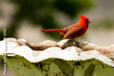 Birds at the Feeders-6604.jpg