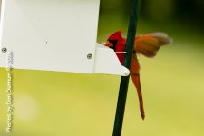 Birds at the Feeders-6614.jpg