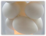 Eggs  5-5-2016.jpg