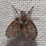 Moth2.jpg