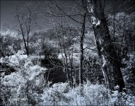 5-6-16 Penninsula IR    1.3sm.jpg