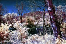 5-6-16 Penninsula IR    1.1sm.jpg