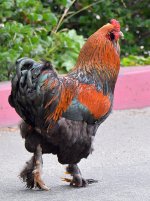 Rooster5.jpg