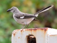 Mockingbird.jpg