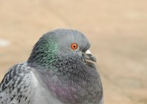 DSCN2805.jpg