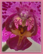 Faces in the Purple Orchid 5-6-2016.jpg