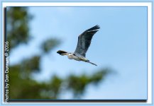 Birds at the Feeder plus-6828-Edit.jpg