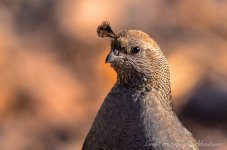 DSC_8955.jpg