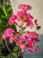 saturday coolpix -7.jpg