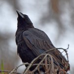 Crow.jpg