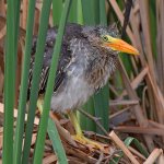 GreenHeron3.jpg