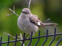 Mockinbird3.jpg