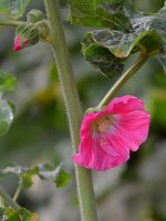 Hollyhock.jpg