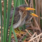GreenHeron5.jpg